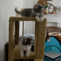 SANYO DIGITAL CAMERA